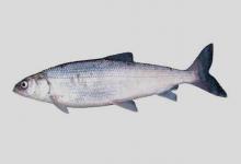 湖白鲑是什么鱼？