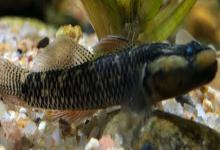 九尺云南鳅是什么鱼？