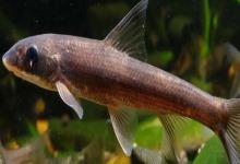 圆筒吻鮈是什么鱼？