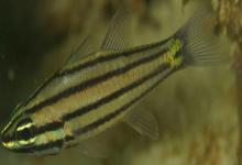 棕线管竺鲷是什么鱼？