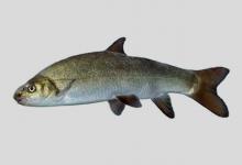 高原裸裂尻鱼是什么鱼？