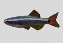 黄臀唐鱼是什么鱼？