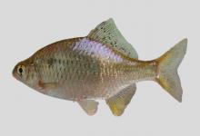 兴凯鱊是什么鱼？