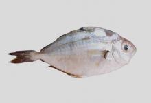 颈带鲾是什么鱼？