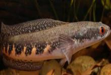 眼鳢是什么鱼？