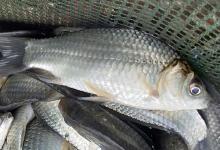 白鲫又叫什么鱼？