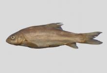 澜沧裂腹鱼是什么鱼？