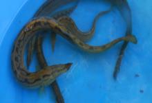 腹纹刺鳅是什么鱼？