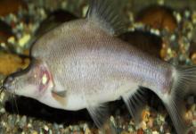 长须金线鲃是什么鱼？