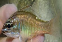 摩鹿加鹦竺鲷是什么鱼？