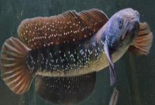 黑月鳢是什么鱼？