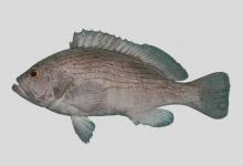 波纹石斑鱼是什么鱼？