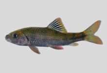 细身光唇鱼是什么鱼？