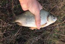 土鲫鱼一年能长多大？