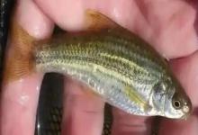 隐须颌须鮈是什么鱼？