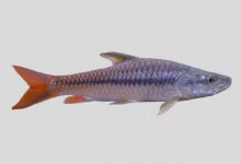 半刺结鱼是什么鱼？