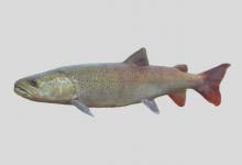 多瑙哲罗鲑是什么鱼？