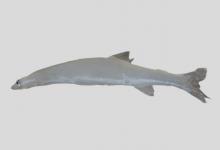 小齿日本银鱼是什么鱼？