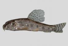 拉林棒花鱼是什么鱼？