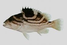 琉璃石斑鱼是什么鱼？