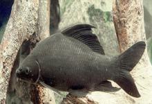 云南野鲮是什么鱼？