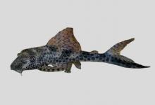 刮锉甲鲶是什么鱼？