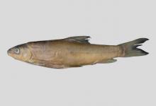 奇异裂腹鱼是什么鱼？