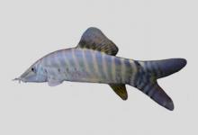 沼生缨须鳅是什么鱼？