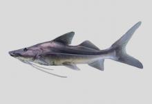 瓦氏短平口鲶是什么鱼？