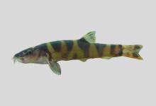 白氏薄鳅是什么鱼？