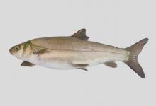 完唇裂腹鱼是什么鱼？