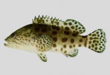 棕点石斑鱼是什么鱼？