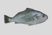 皮氏叫姑鱼是什么鱼？