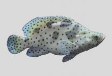 驼背鲈是什么鱼？