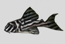 斑马下钩鲶是什么鱼？
