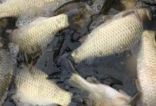 白鲫是什么鱼？