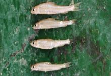 光唇蛇鮈是什么鱼？