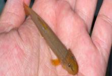 无斑南鳅是什么鱼？