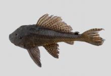 斯图尔特锉甲鲶是什么鱼？