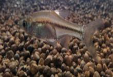 台湾梅氏鳊是什么鱼？