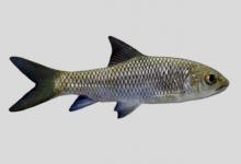 半刺光唇鱼是什么鱼？