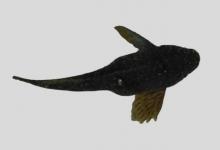 杂色杜父鱼是什么鱼？