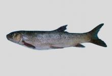 异齿裂腹鱼是什么鱼？