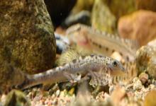 长须华平鳅是什么鱼？