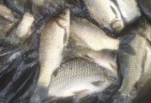 工程鲫学名叫什么？