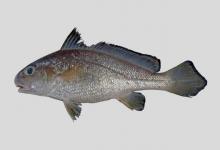 叫姑鱼和黄姑鱼的区别