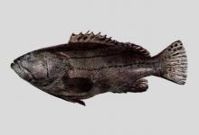 宽带石斑鱼是什么鱼？