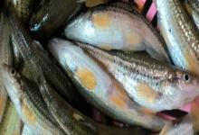 银色颌须鮈是什么鱼？