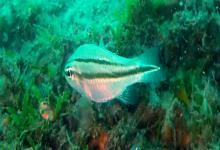 八棘扁天竺鲷是什么鱼？