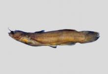 等颌䱀是什么鱼？